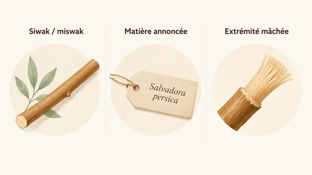Infographie en trois étapes : appellations siwak et miswak, matière annoncée Salvadora persica, puis extrémité fibreuse formant un pinceau.