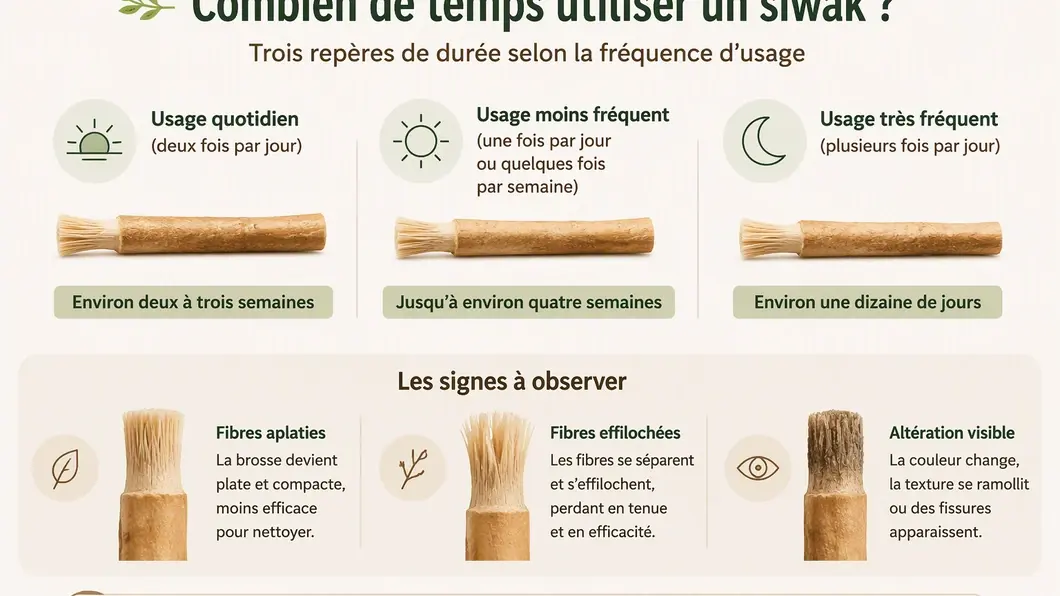 Infographie des repères de durée d’un siwak selon la fréquence d’utilisation et l’état des fibres