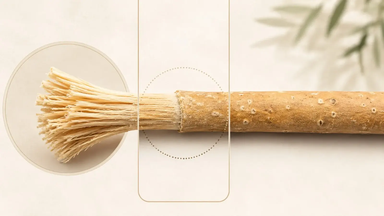 Infographie montrant les zones du miswak à observer quand les fibres se détachent.